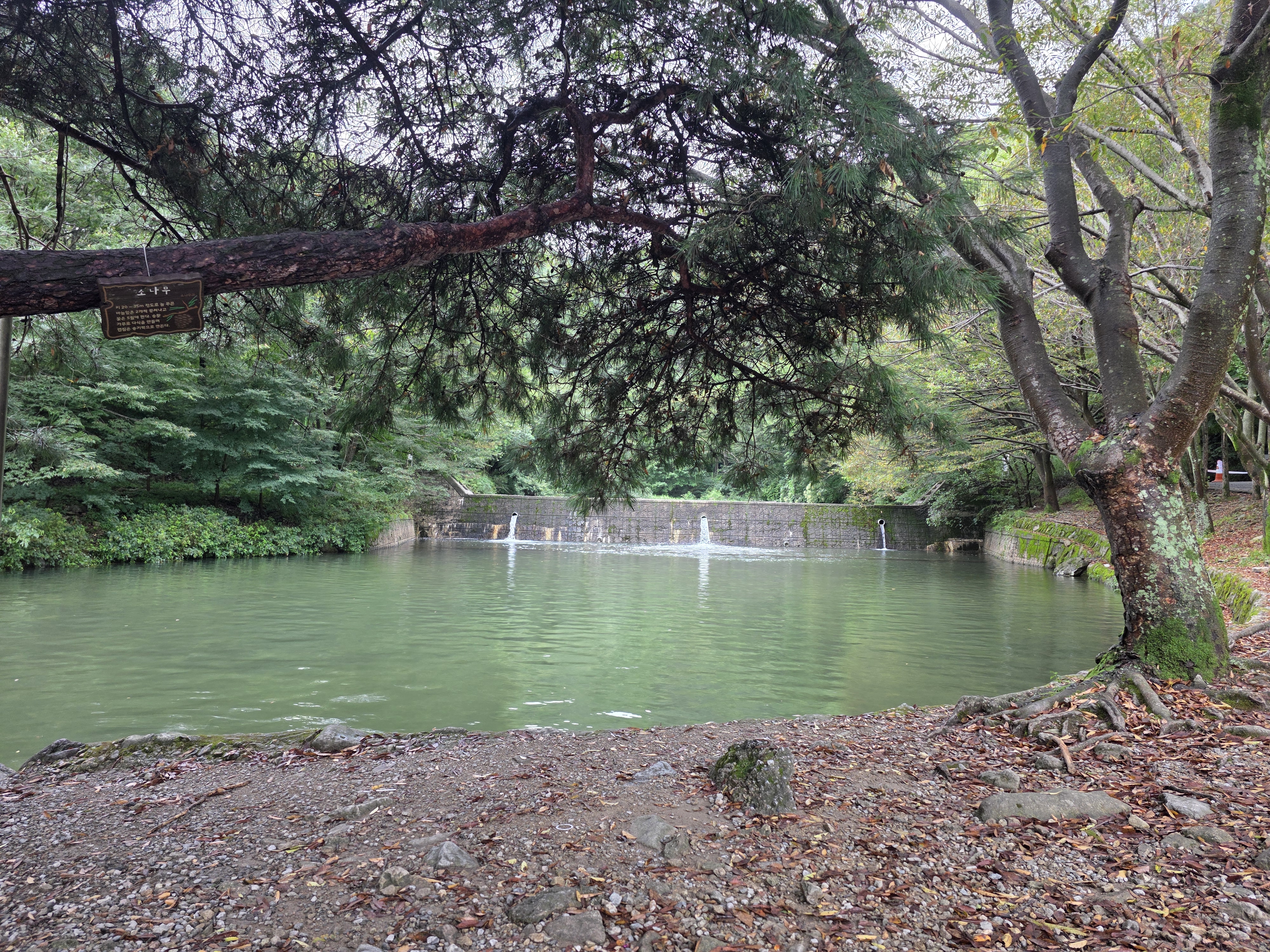 고산자연휴양림 사진